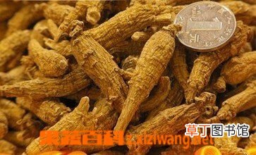 西洋参的作用与功效 西洋参泡水喝的害处