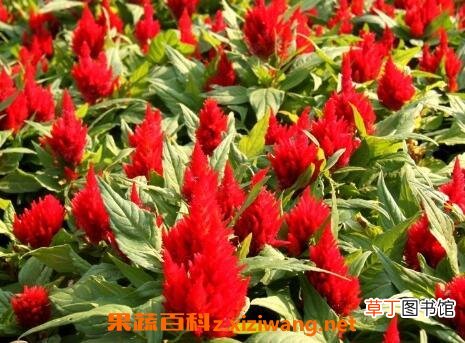 鸡冠子花的药用价值 鸡冠子花的功效与作用
