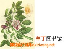 木蝴蝶的功效与作用 木蝴蝶的副作用