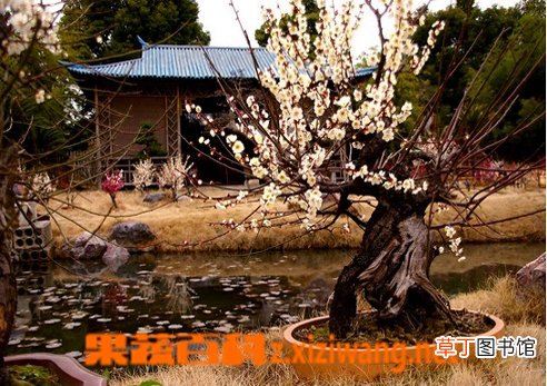 腊梅花怎么养 腊梅花功效和图片