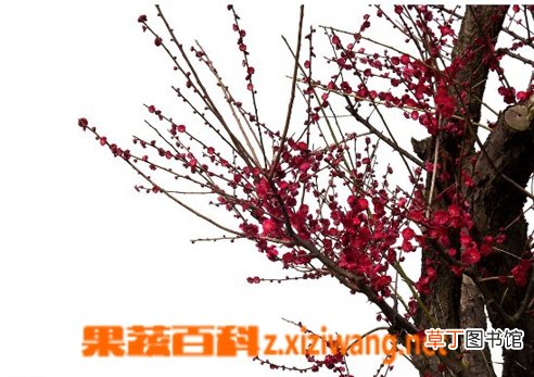 腊梅花怎么养 腊梅花功效和图片