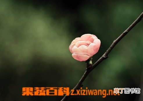 腊梅花怎么养 腊梅花功效和图片