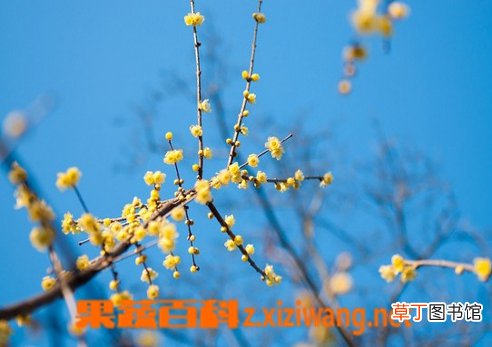 腊梅花怎么养 腊梅花功效和图片