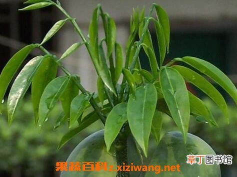 元宝花的养殖方法和注意事项