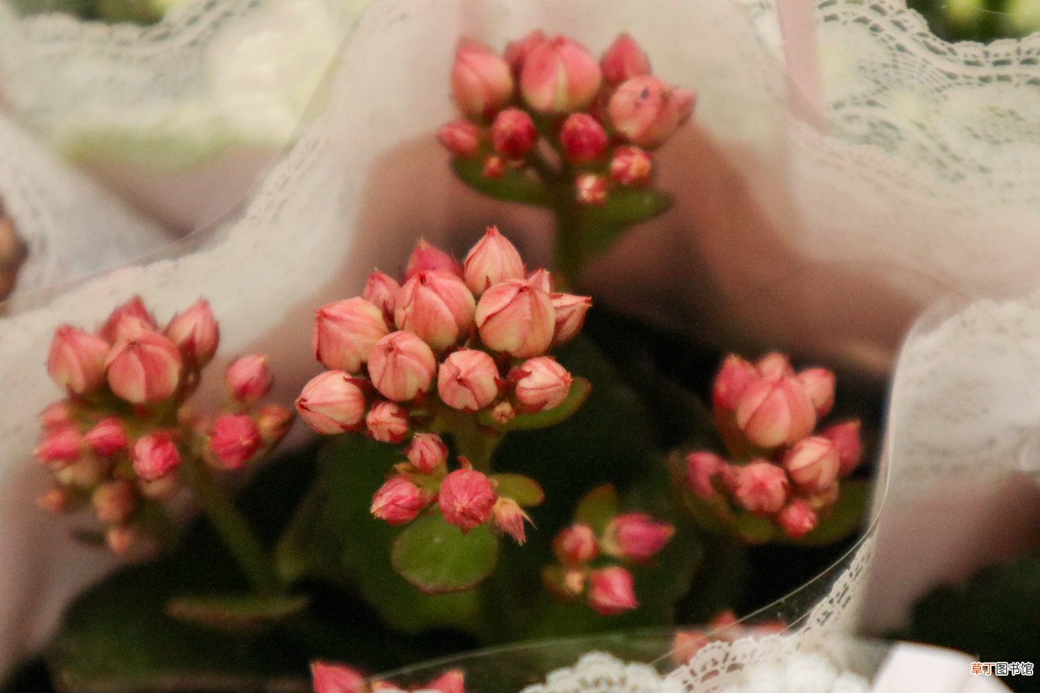 长寿花怎么繁殖