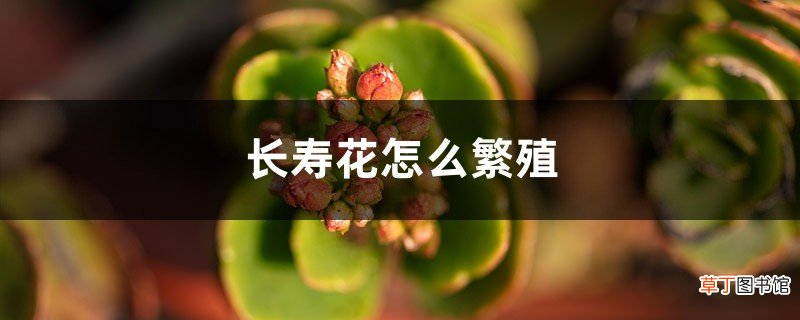 长寿花怎么繁殖