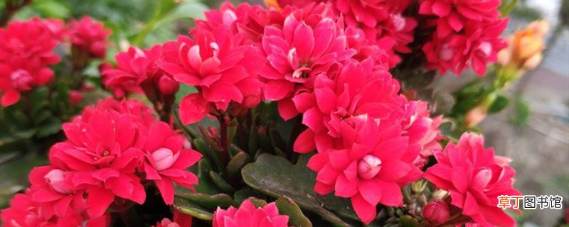 长生花怎么养