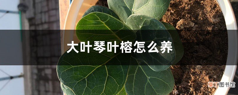 大叶琴叶榕怎么养