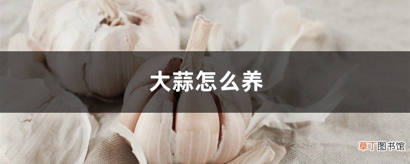大蒜怎么养