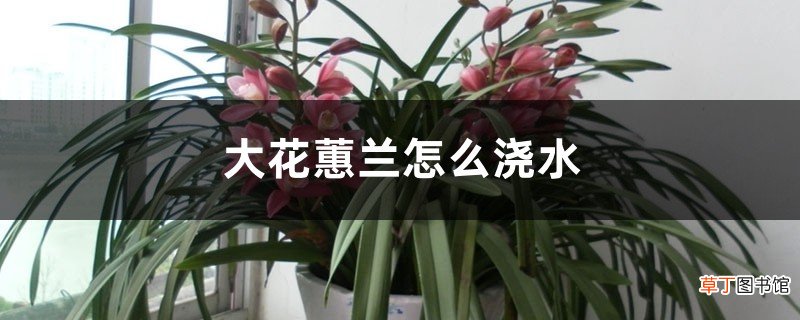 大花蕙兰怎么浇水