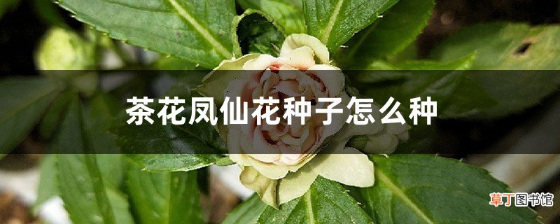茶花凤仙花种子怎么种