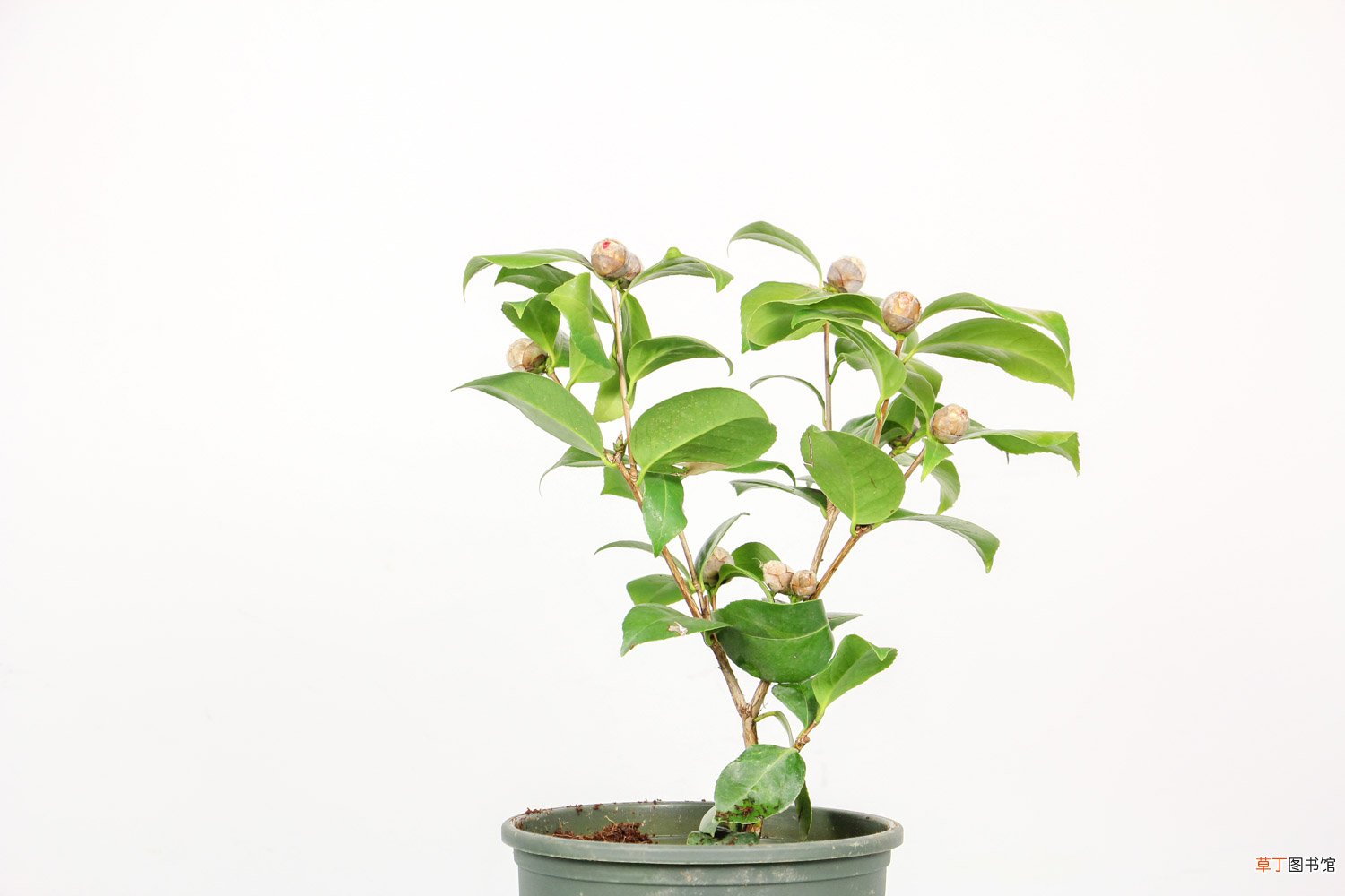 茶花多久缓苗成功