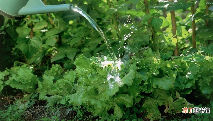 女人梦见给绿色植物浇水