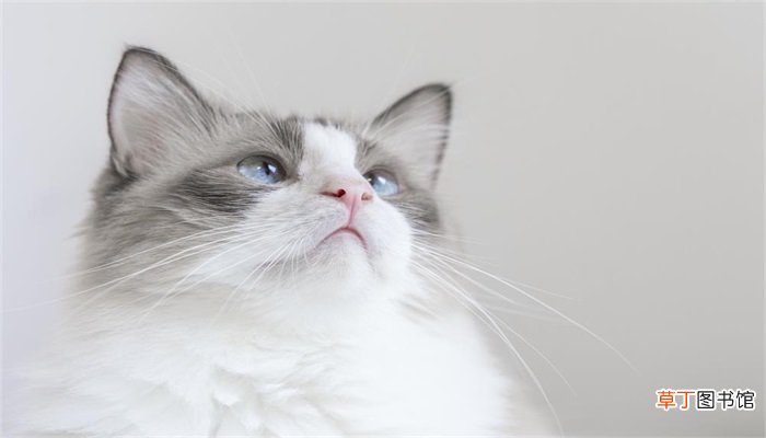 梦见几只猫是什么预兆