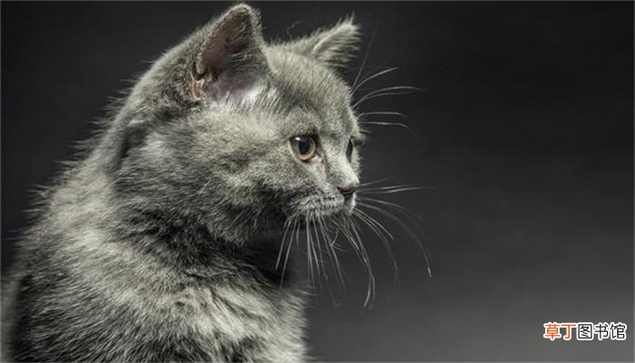 梦见几只猫是什么预兆