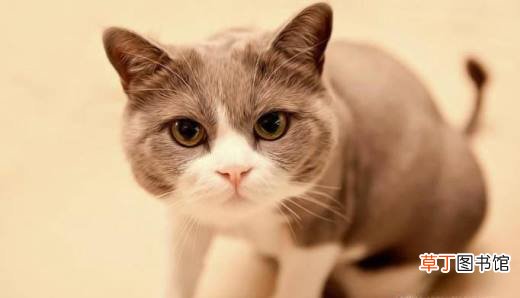 十二生肖中为什么没有猫