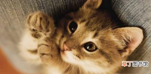 十二生肖中为什么没有猫