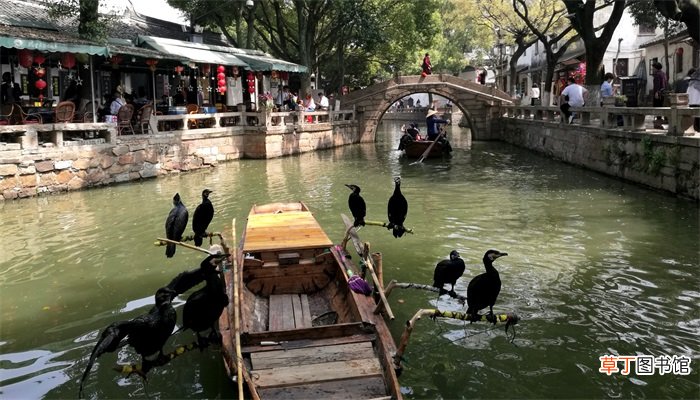 梦见黑鸟