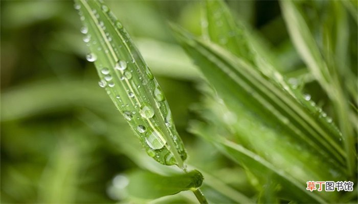 梦见挖野菜是什么意思