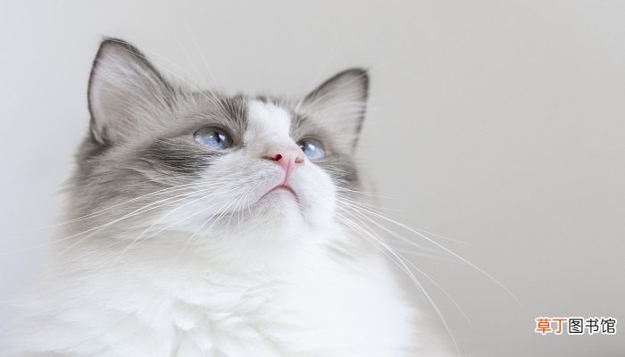 梦见养猫