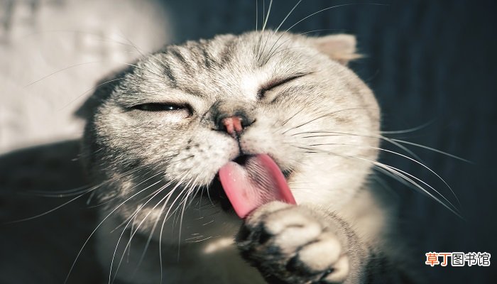 梦见养猫