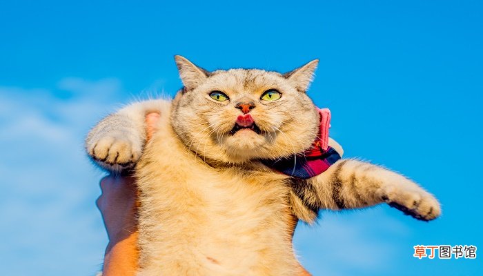 梦见巨型大猫