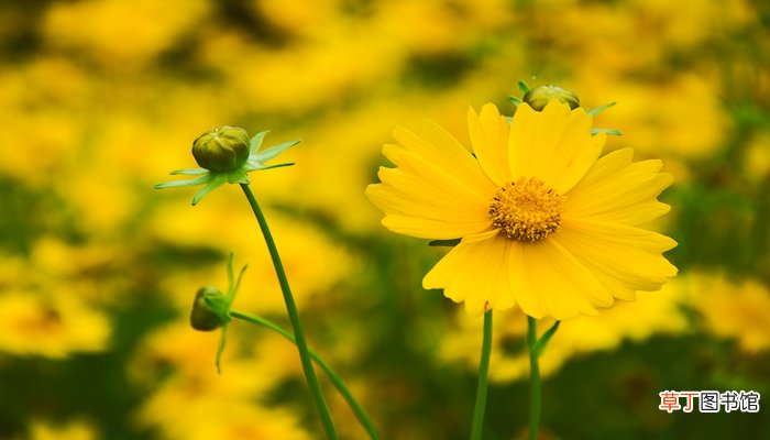 梦见黄花是什么意思