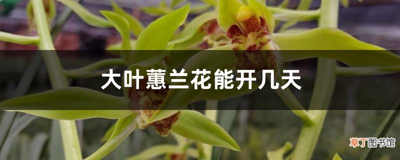 大叶蕙兰花能开几天