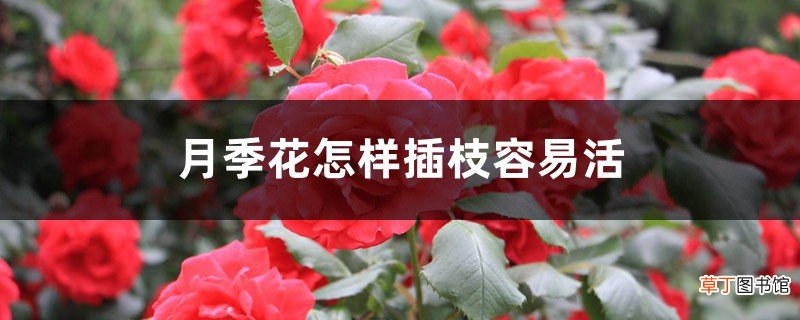 月季花怎样插枝容易活