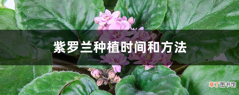 紫罗兰种植时间和方法