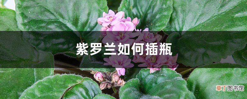 紫罗兰如何插瓶
