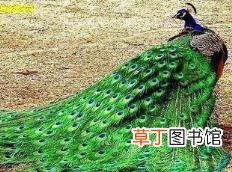 为啥女性比男性长得漂亮 为什么女人比男人漂亮