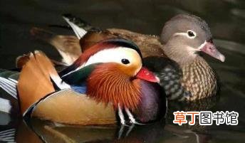 为啥女性比男性长得漂亮 为什么女人比男人漂亮