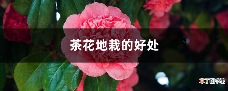 茶花地栽的好处有哪些
