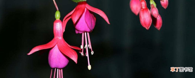 倒挂金钩怎么养