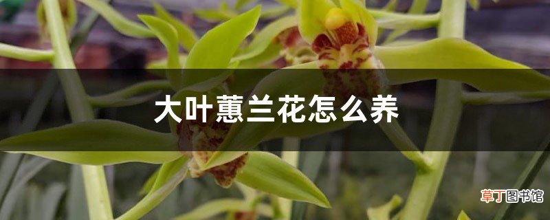 大叶蕙兰花怎么养