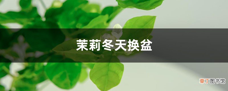 茉莉冬天换盆注意事项
