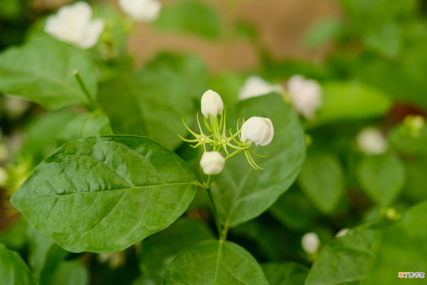 茉莉花用什么土，怎么养护