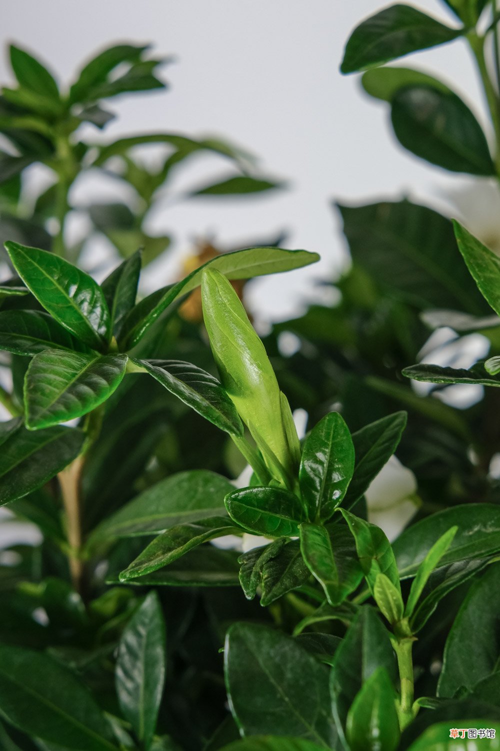 栀子花洗根缓苗多久