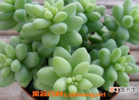 玉珠莲如何养 玉珠莲的养殖方法