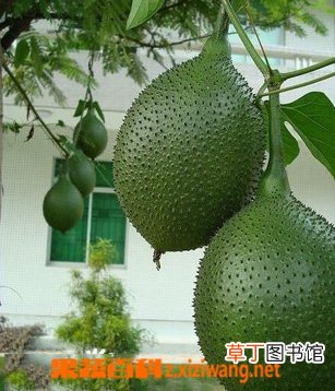 木鳖子有毒吗 木鳖子图片
