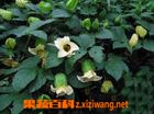 木鳖子有毒吗 木鳖子图片