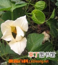 木鳖子有毒吗 木鳖子图片