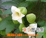 木鳖子有毒吗 木鳖子图片