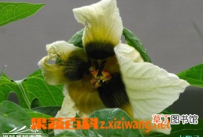 木鳖子有毒吗 木鳖子图片
