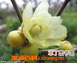 腊梅花的功效与作用 腊梅花的副作用