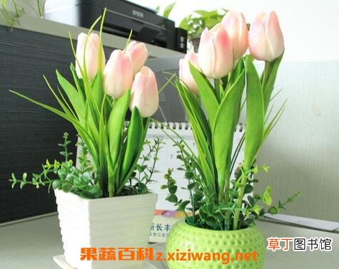 郁金香能在室内养殖吗 郁金香室内的养殖方法