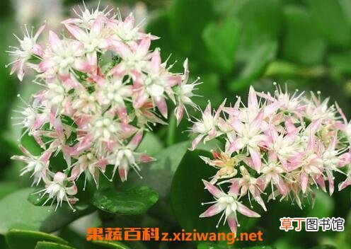 玉树花的养殖方法和注意事项