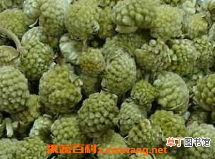 绿萝花的功效与作用 绿萝花的药用价值