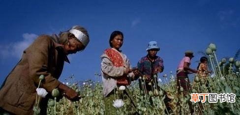 金三角指哪三个国家？